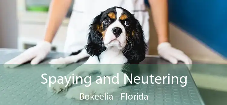 Spaying and Neutering Bokeelia - Florida