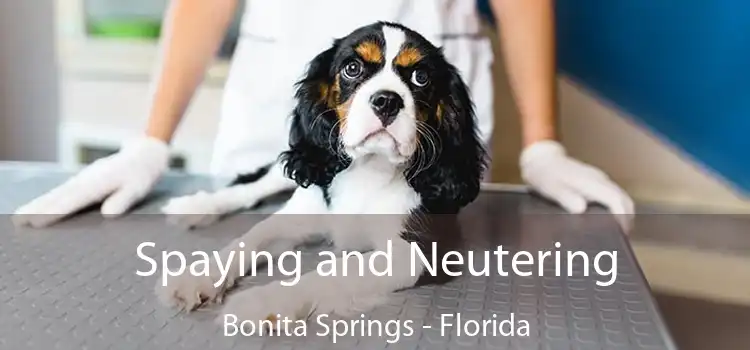 Spaying and Neutering Bonita Springs - Florida