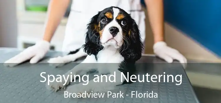 Spaying and Neutering Broadview Park - Florida