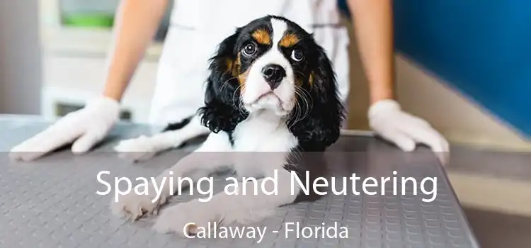 Spaying and Neutering Callaway - Florida