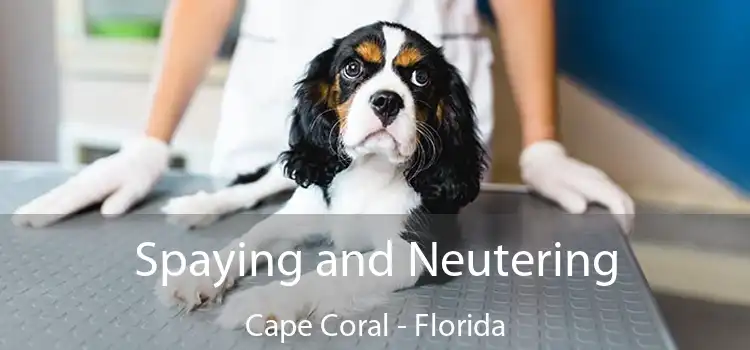 Spaying and Neutering Cape Coral - Florida