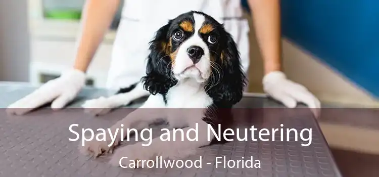 Spaying and Neutering Carrollwood - Florida