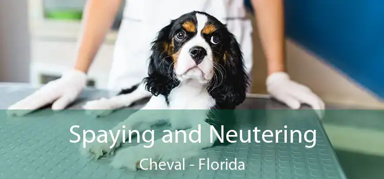 Spaying and Neutering Cheval - Florida