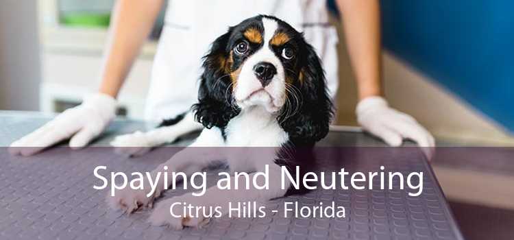 Spaying and Neutering Citrus Hills - Florida