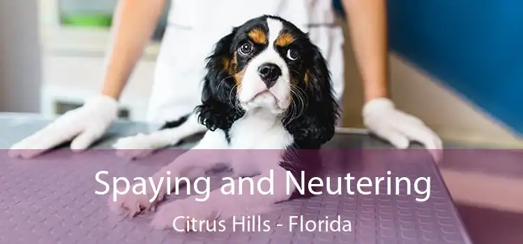 Spaying and Neutering Citrus Hills - Florida