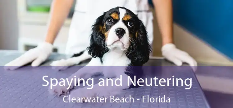 Spaying and Neutering Clearwater Beach - Florida