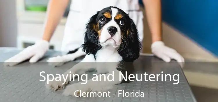 Spaying and Neutering Clermont - Florida