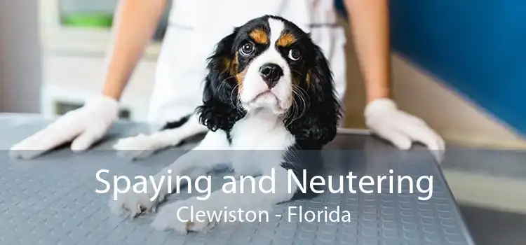 Spaying and Neutering Clewiston - Florida