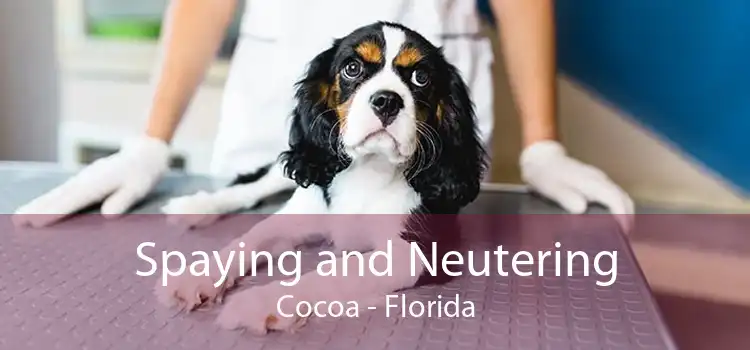 Spaying and Neutering Cocoa - Florida