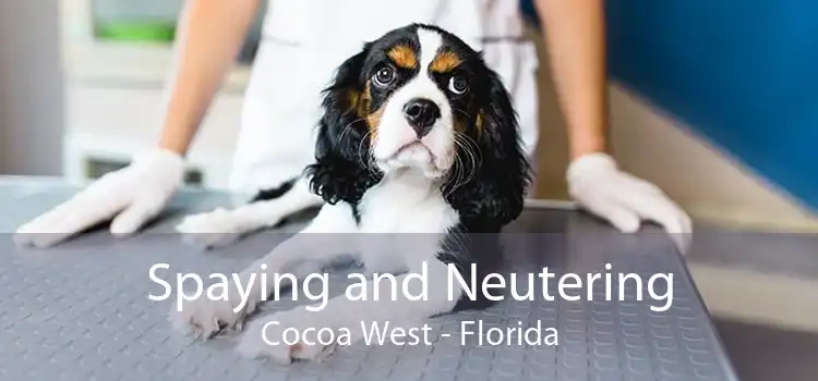 Spaying and Neutering Cocoa West - Florida