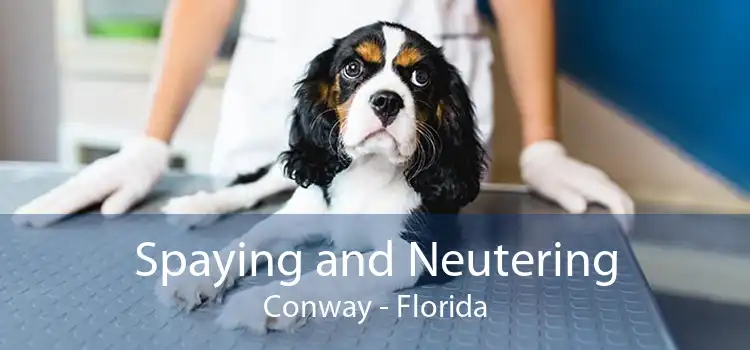 Spaying and Neutering Conway - Florida