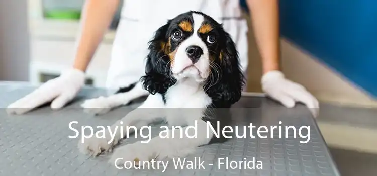 Spaying and Neutering Country Walk - Florida