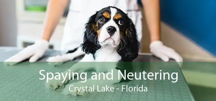 Spaying and Neutering Crystal Lake - Florida