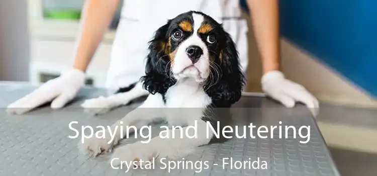 Spaying and Neutering Crystal Springs - Florida