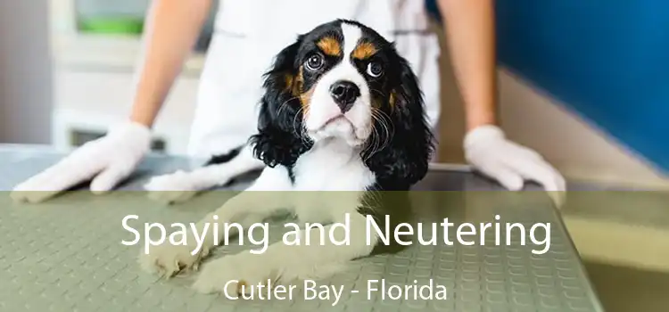 Spaying and Neutering Cutler Bay - Florida