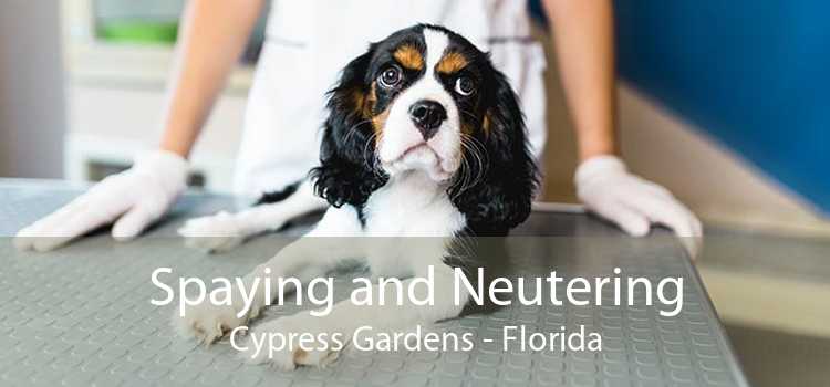 Spaying and Neutering Cypress Gardens - Florida