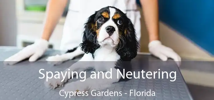 Spaying and Neutering Cypress Gardens - Florida