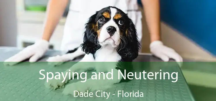 Spaying and Neutering Dade City - Florida