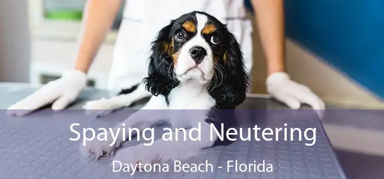 Spaying and Neutering Daytona Beach - Florida