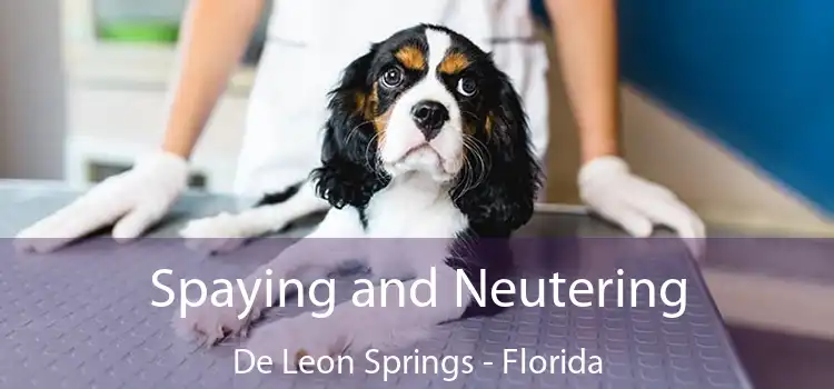 Spaying and Neutering De Leon Springs - Florida