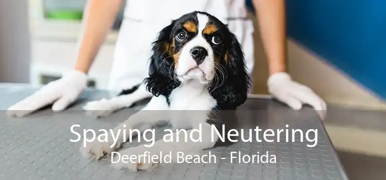Spaying and Neutering Deerfield Beach - Florida