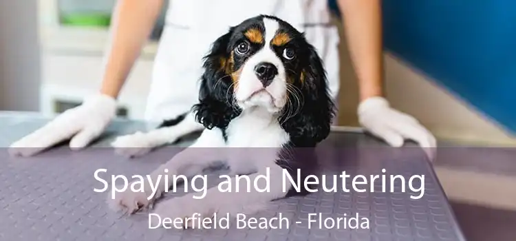 Spaying and Neutering Deerfield Beach - Florida