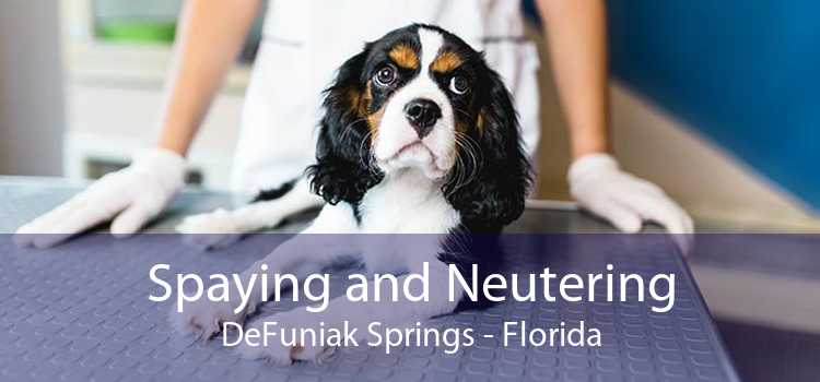 Spaying and Neutering DeFuniak Springs - Florida