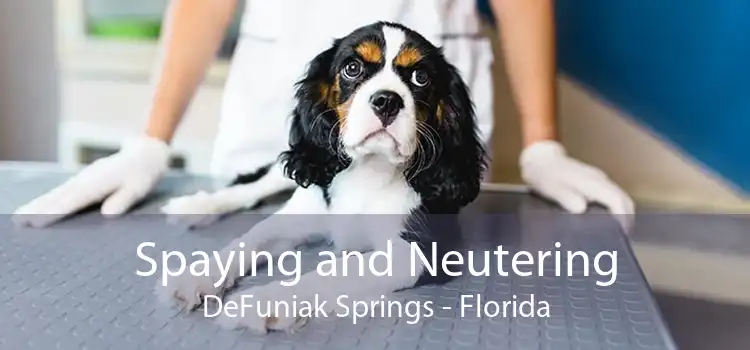 Spaying and Neutering DeFuniak Springs - Florida