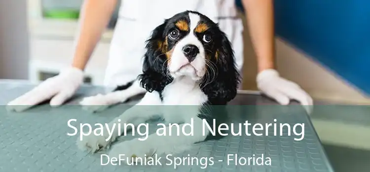 Spaying and Neutering DeFuniak Springs - Florida