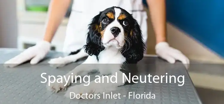 Spaying and Neutering Doctors Inlet - Florida