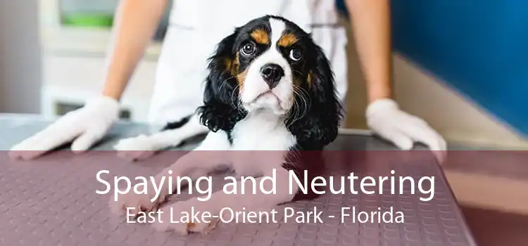 Spaying and Neutering East Lake-Orient Park - Florida