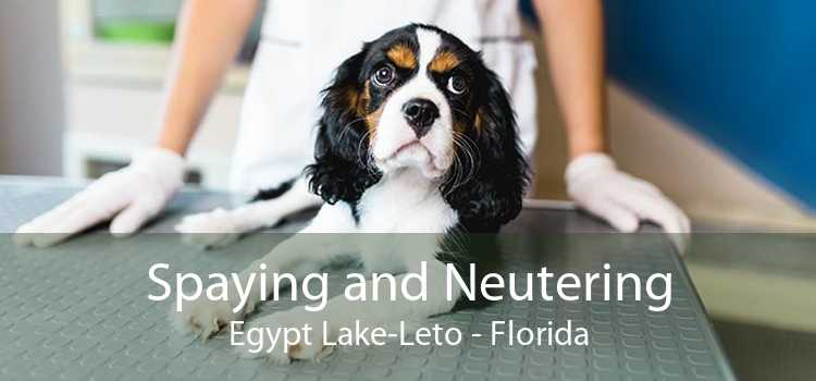 Spaying and Neutering Egypt Lake-Leto - Florida