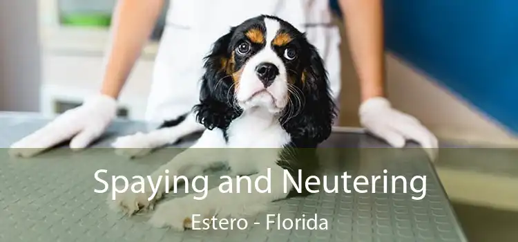 Spaying and Neutering Estero - Florida