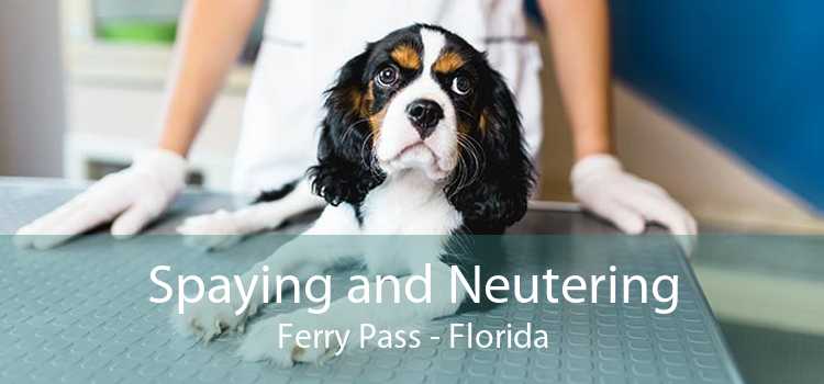 Spaying and Neutering Ferry Pass - Florida