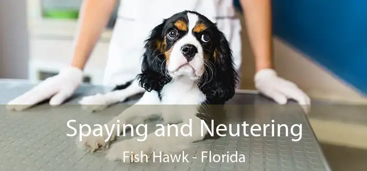 Spaying and Neutering Fish Hawk - Florida