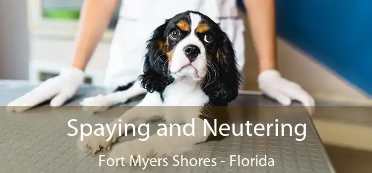 Spaying and Neutering Fort Myers Shores - Florida