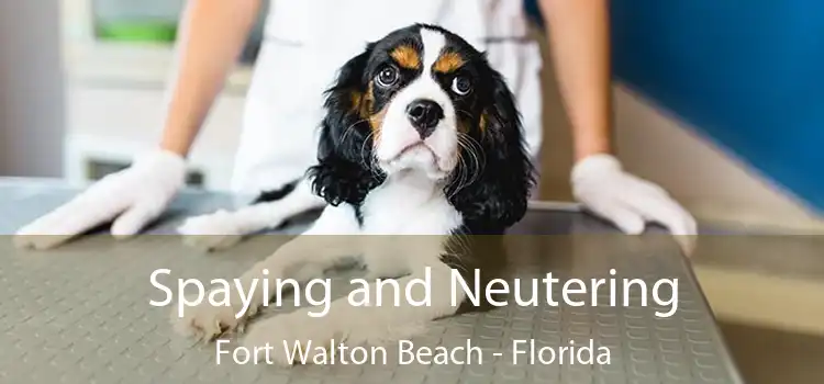 Spaying and Neutering Fort Walton Beach - Florida