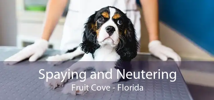 Spaying and Neutering Fruit Cove - Florida