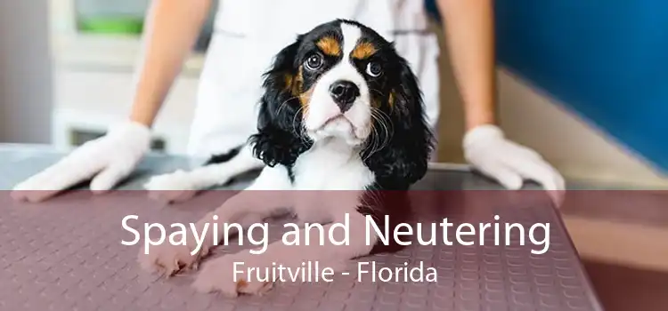 Spaying and Neutering Fruitville - Florida