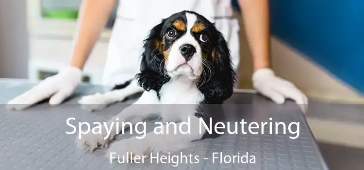 Spaying and Neutering Fuller Heights - Florida