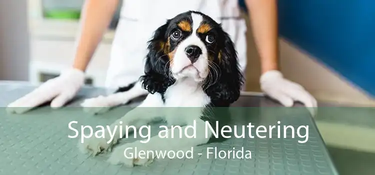 Spaying and Neutering Glenwood - Florida