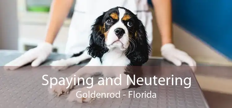 Spaying and Neutering Goldenrod - Florida