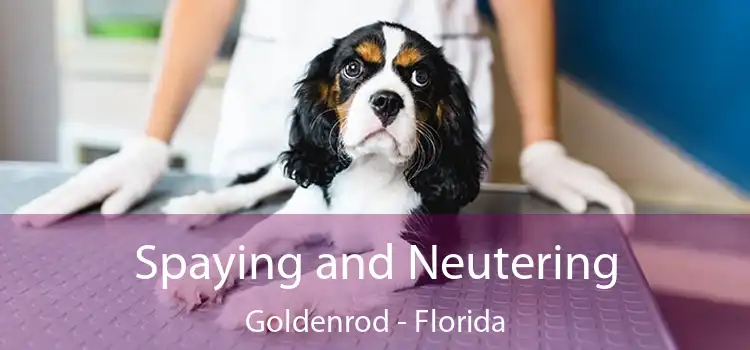 Spaying and Neutering Goldenrod - Florida