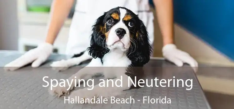 Spaying and Neutering Hallandale Beach - Florida