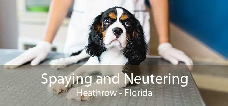 Spaying and Neutering Heathrow - Florida