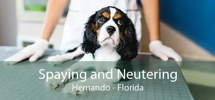 Spaying and Neutering Hernando - Florida