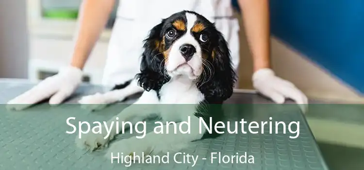 Spaying and Neutering Highland City - Florida