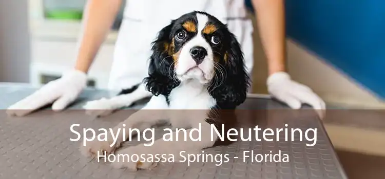 Spaying and Neutering Homosassa Springs - Florida