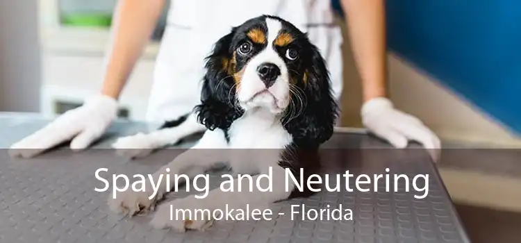 Spaying and Neutering Immokalee - Florida