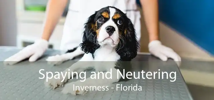 Spaying and Neutering Inverness - Florida